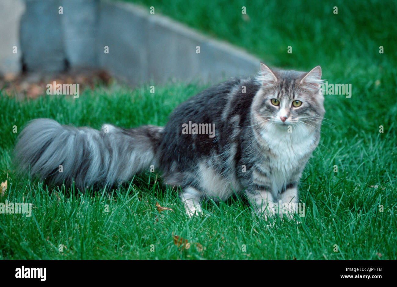 Norwegian Forest Cat blue tabby classic white Stock Photo Alamy