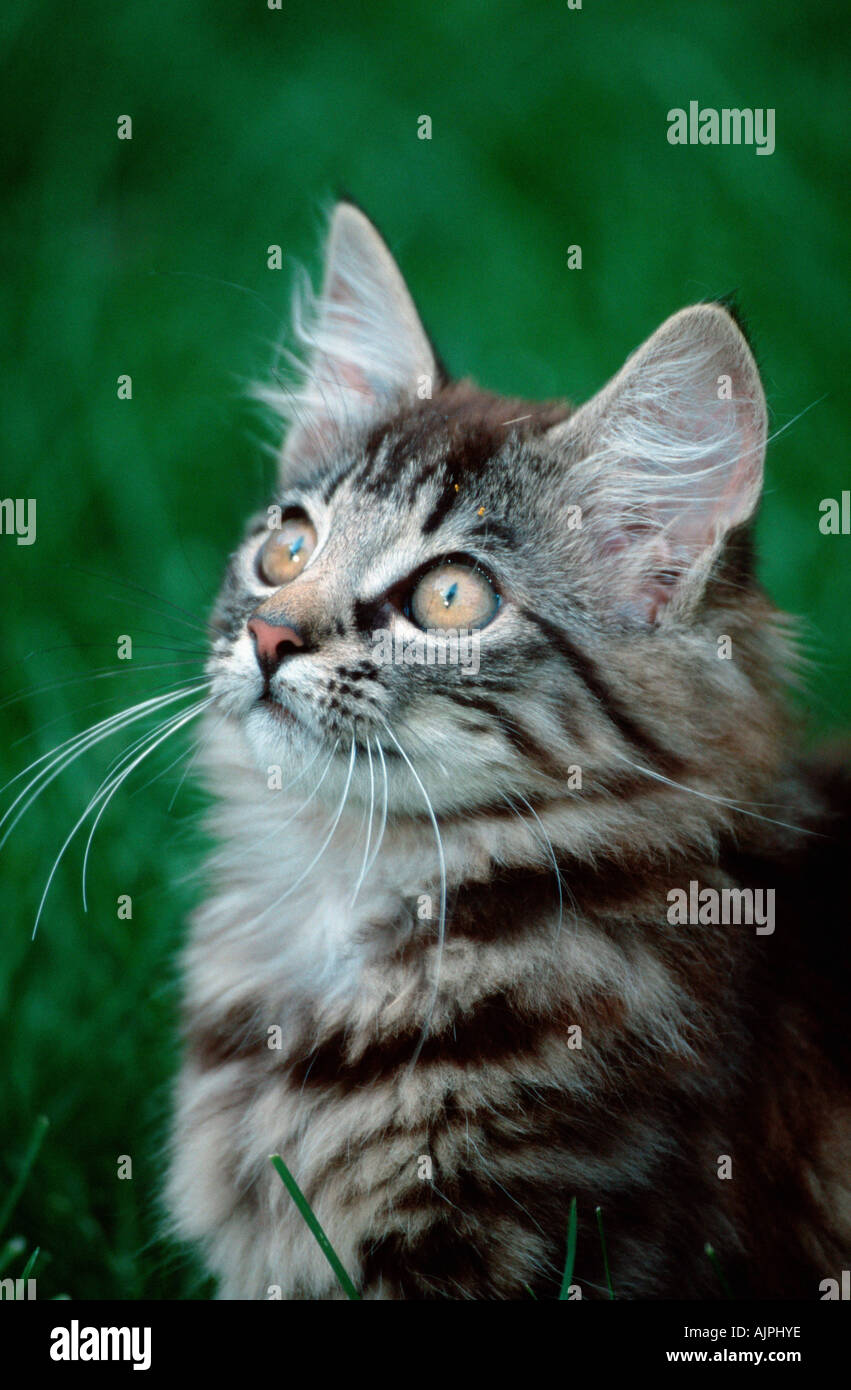 Norwegian Forest Cat black tabby mackerel 4 month Stock Photo Alamy