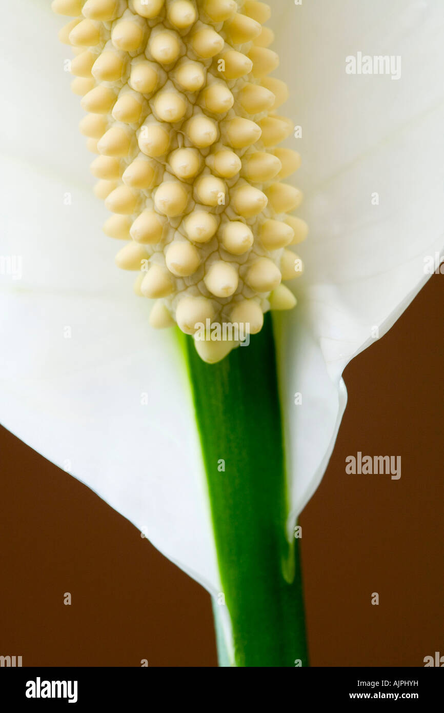 Closeup of peace lily flower Stock Photo Alamy