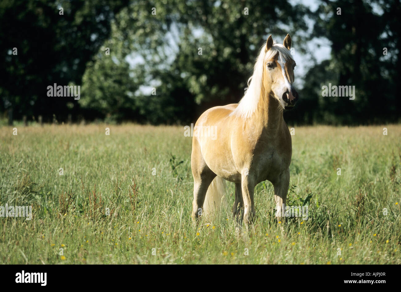 a Haflinger horse on a meadow Stock Photo