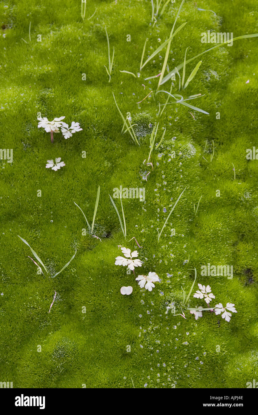 Thick layer of moss hi-res stock photography and images - Alamy