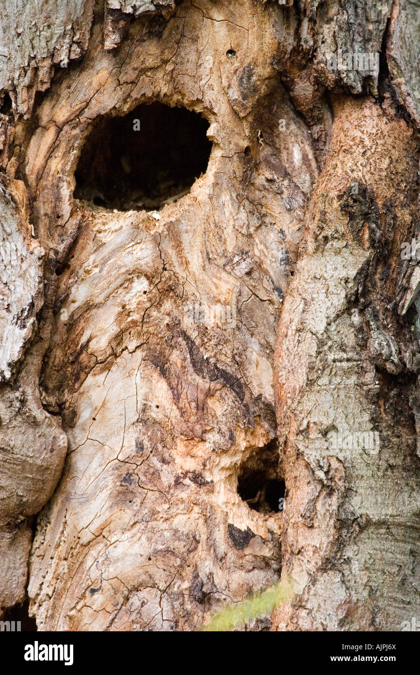 Face in a tree Stock Photo