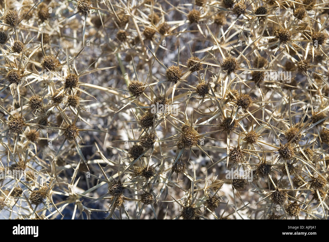 Weeds frame hi-res stock photography and images - Alamy