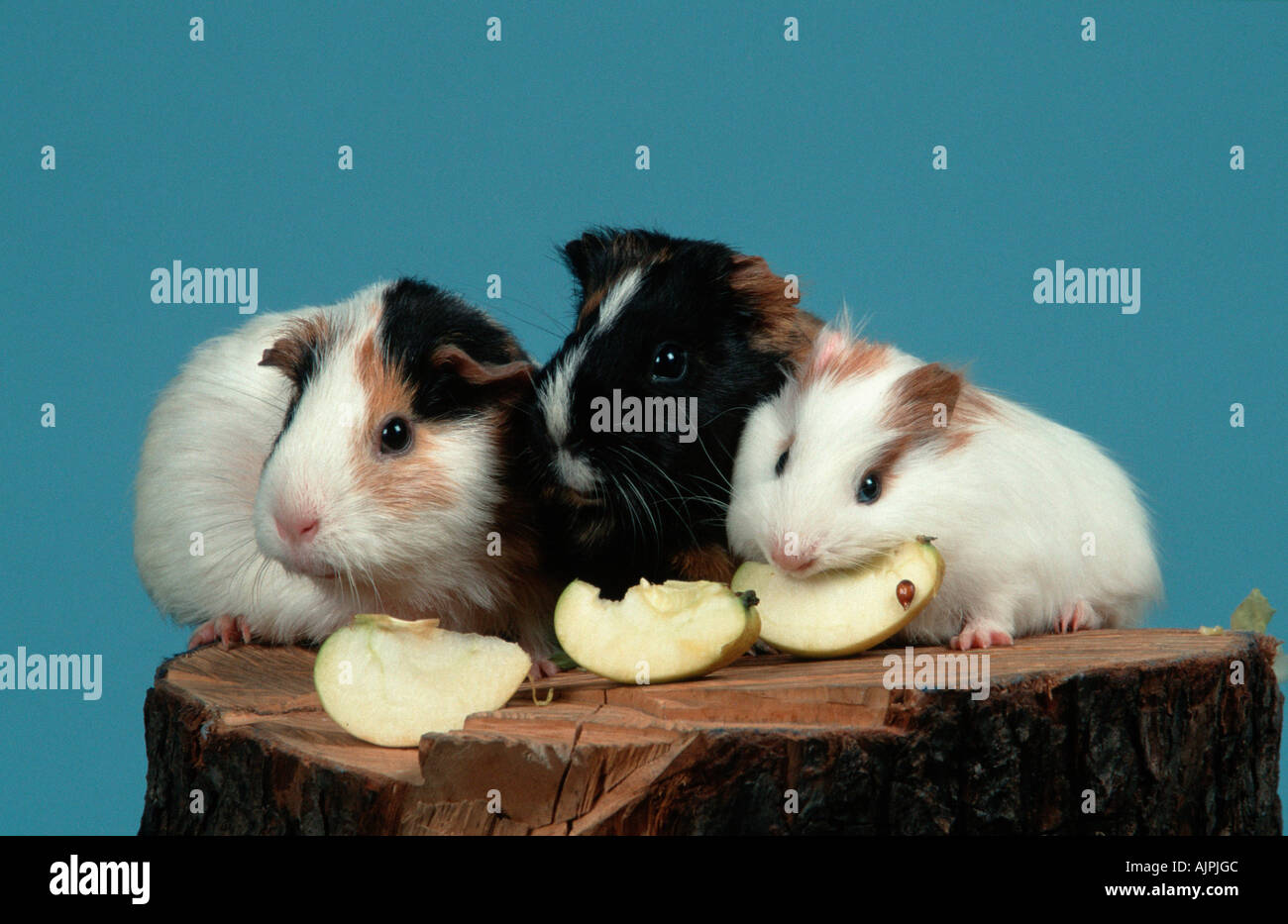 Guinea Pigs eating apple Stock Photo Alamy