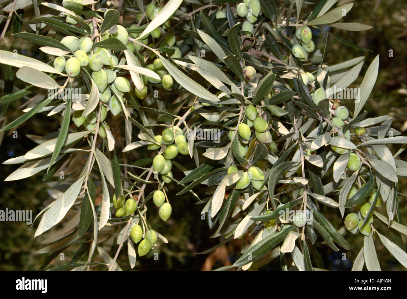 Olives growing on an Olive tree in Zakynthos, Greece Stock Photo Alamy