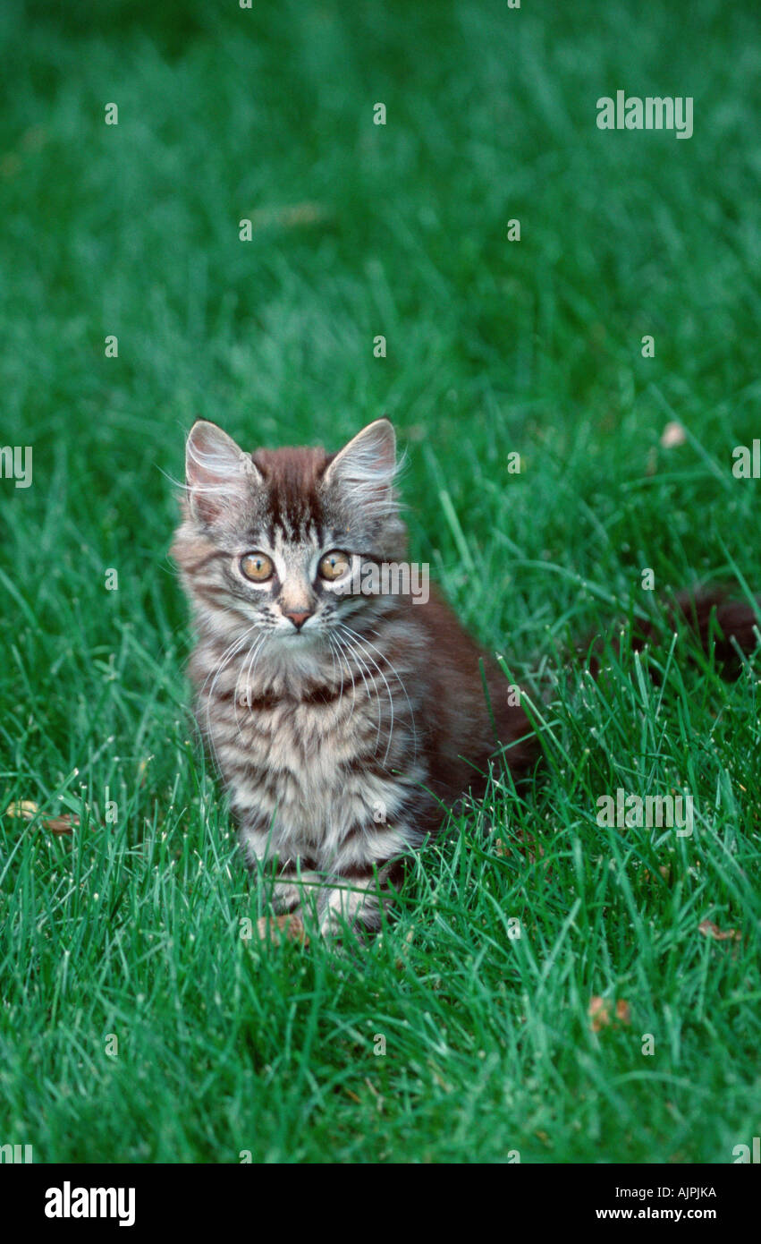 Norwegian Forest Cat black tabby mackerel 4 month Stock Photo Alamy