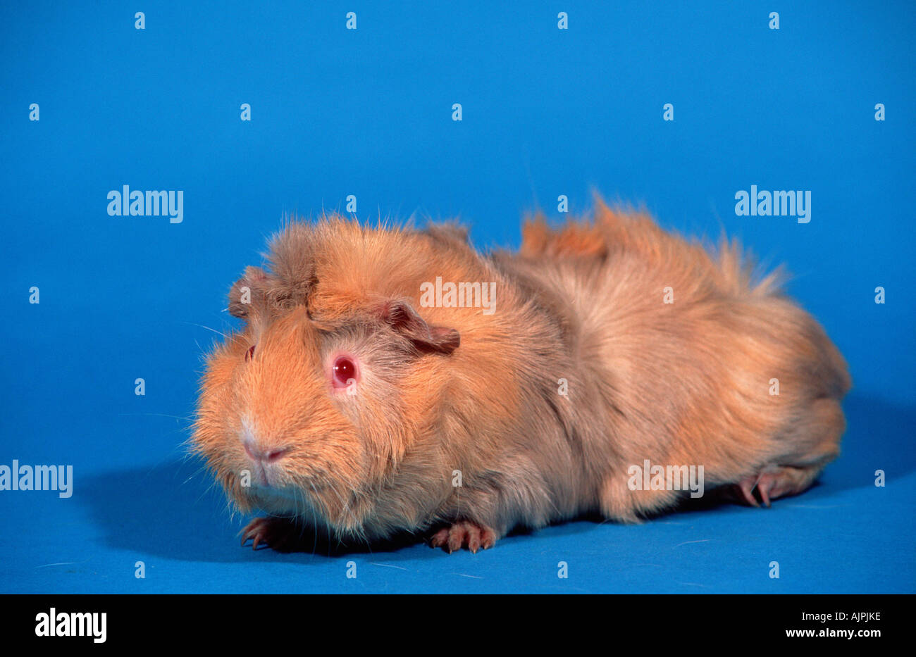 Abyssinian Guinea Pig lilac cream Stock Photo Alamy