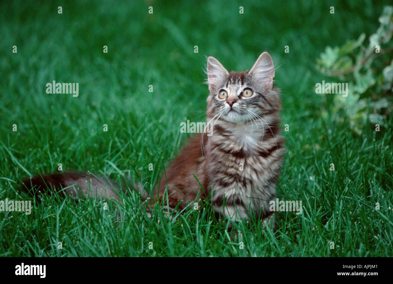 Norwegian Forest Cat black tabby mackerel 4 month Stock Photo Alamy