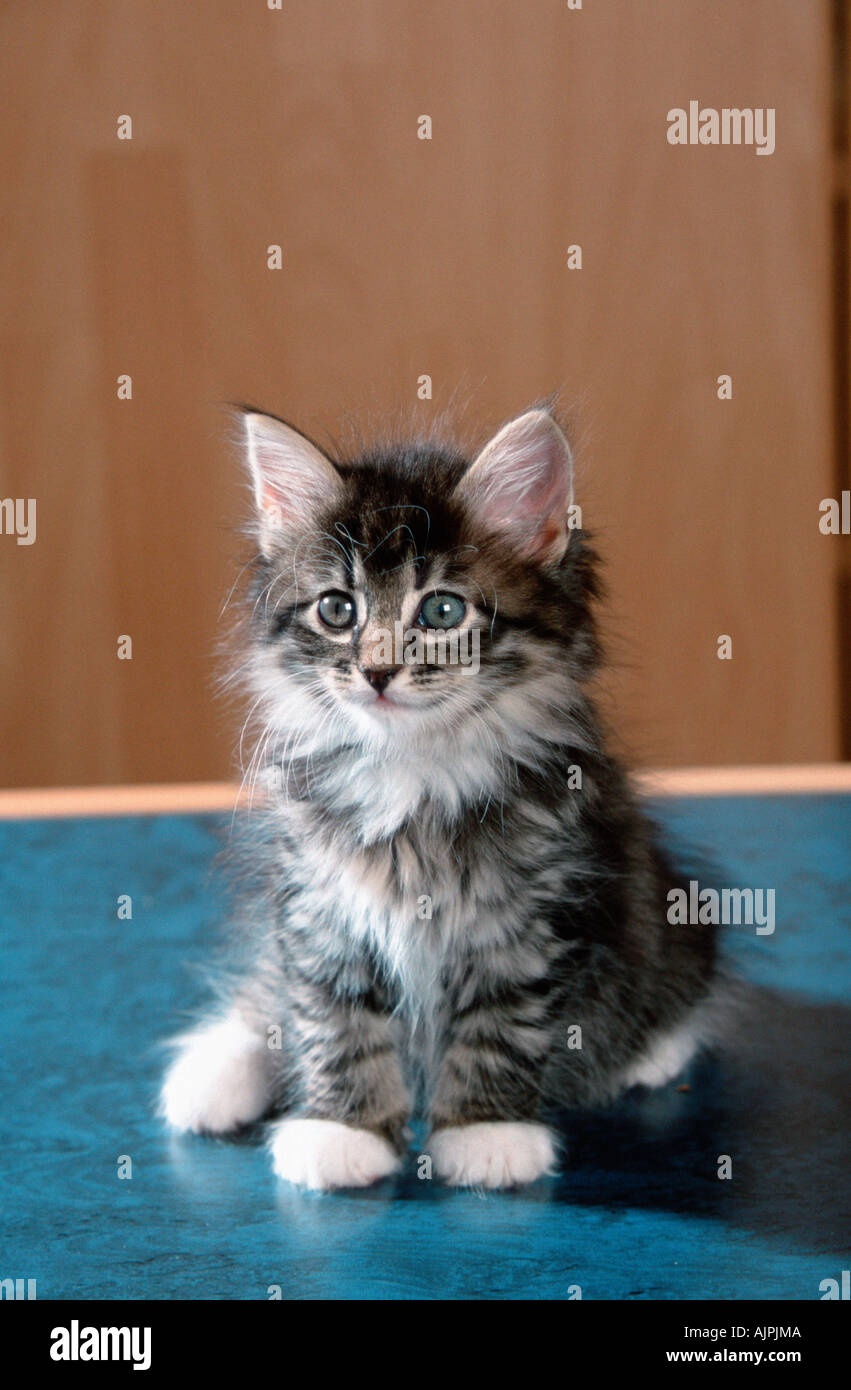 Norwegian Forest Cat Black Kitten