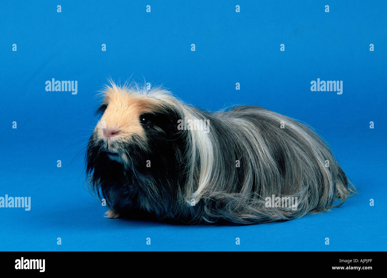 Guinea Pig black cream Stock Photo Alamy