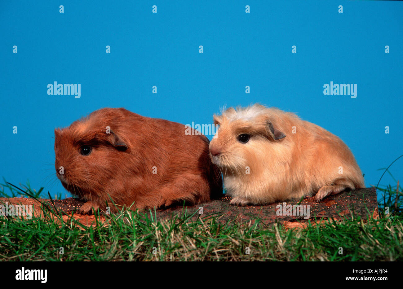 Young Guinea Pigs Stock Photo Alamy