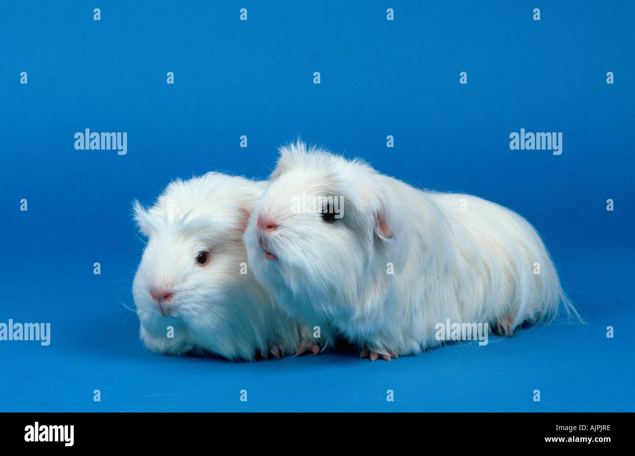 Guinea Pigs white Stock Photo Alamy