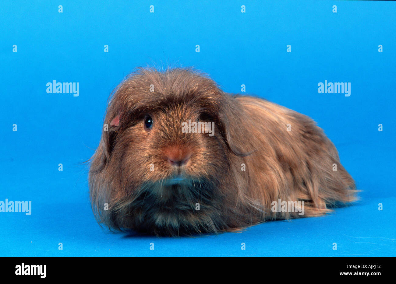 Guinea Pig satin gold agouti Stock Photo Alamy