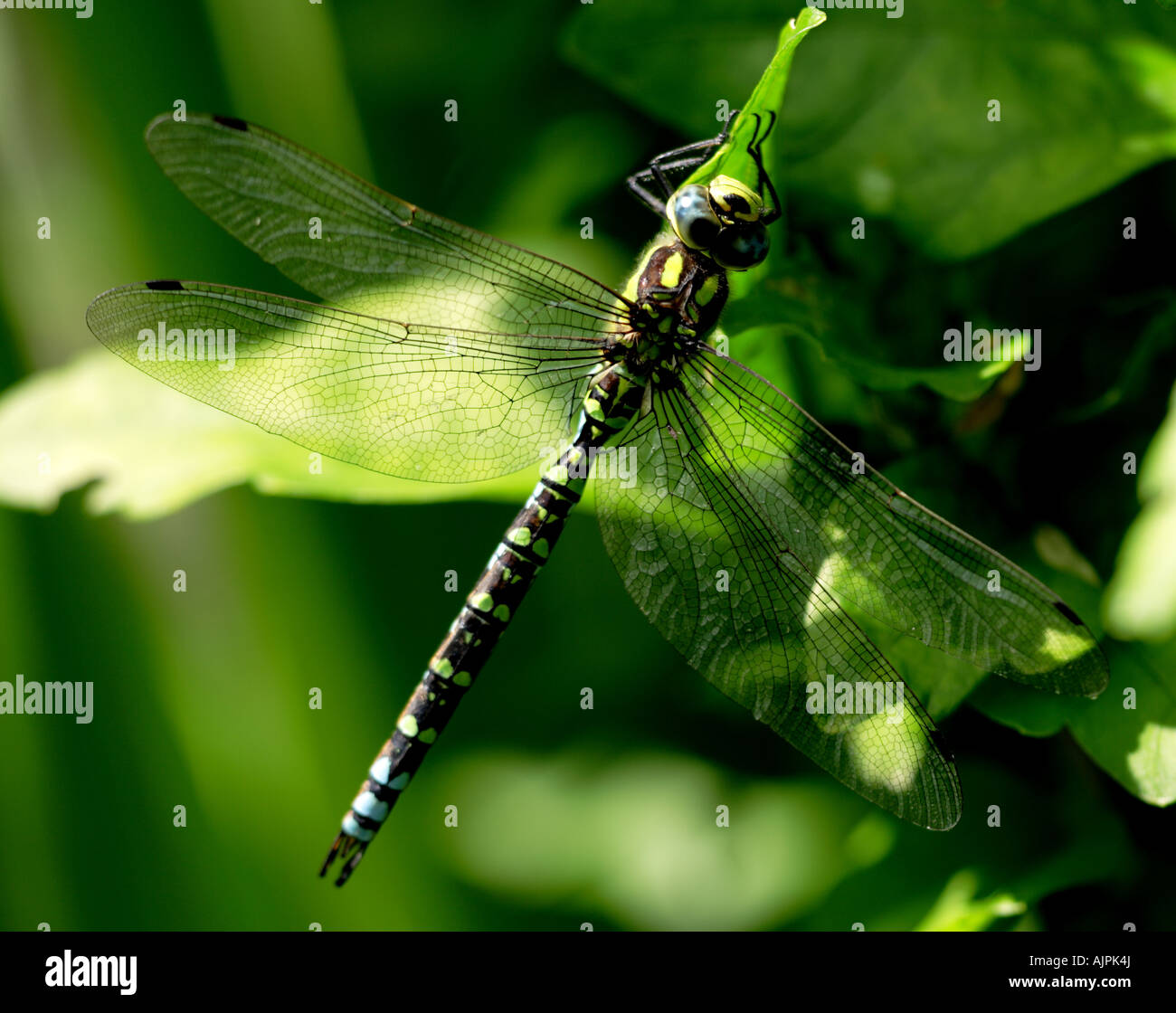 DRAGONFLY: Male Southern Hawker (Aeshna cyanea) dragonfly perching in the Herb Garden. Stock Photo