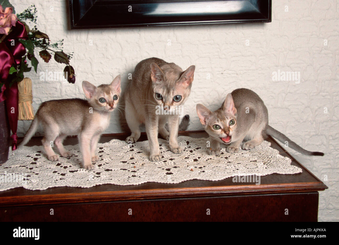 Singapura Cats Female With Kittens 8 Weeks And 6 Month Stock Photo Alamy