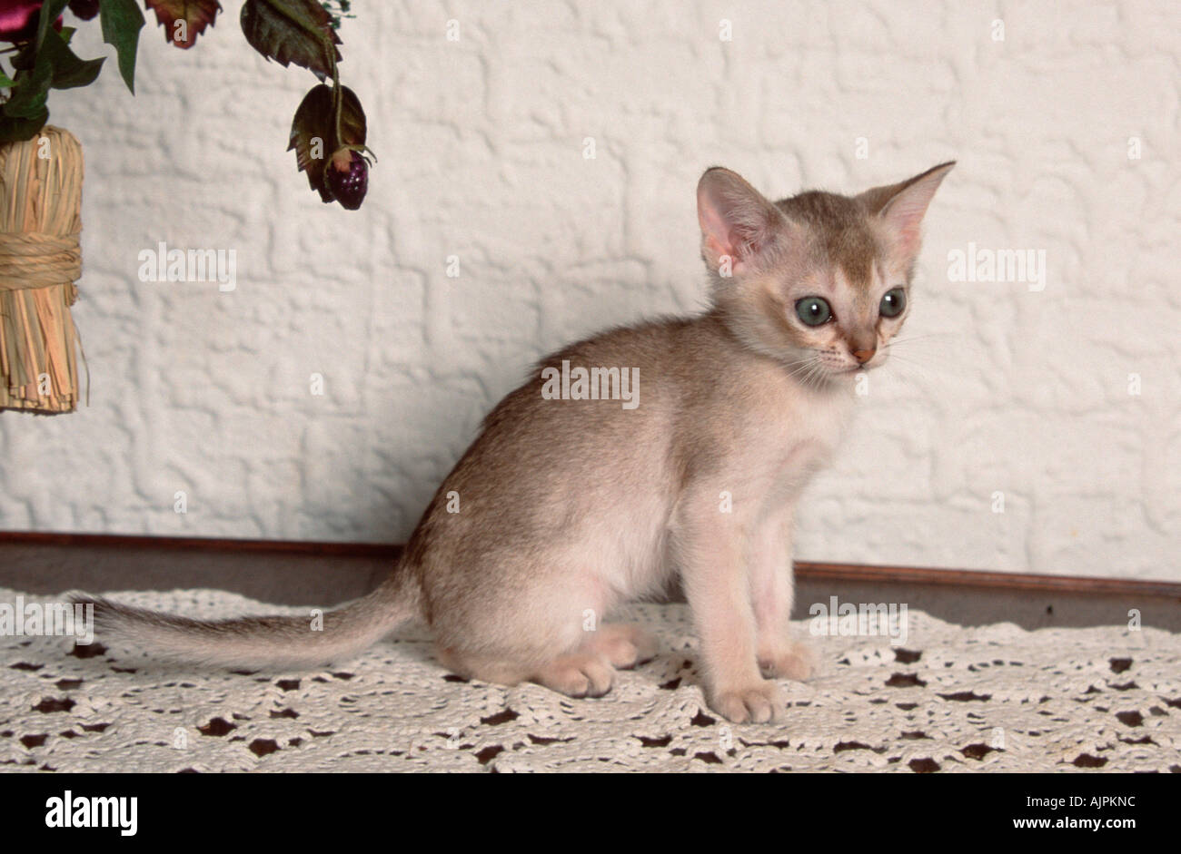 Singapura Cat High Resolution Stock Photography and Images - Alamy