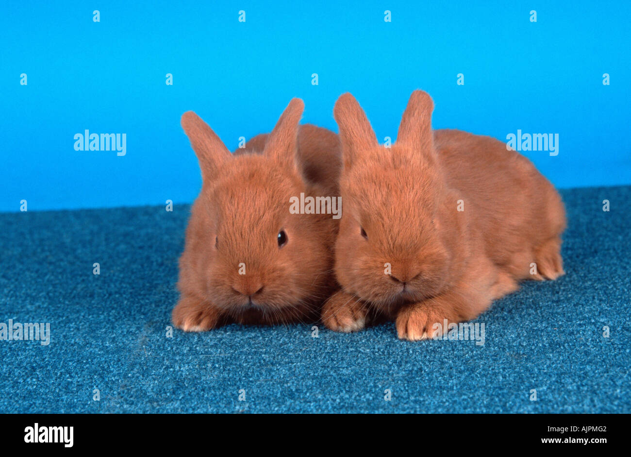 Rabbits from the front hi-res stock photography and images - Alamy