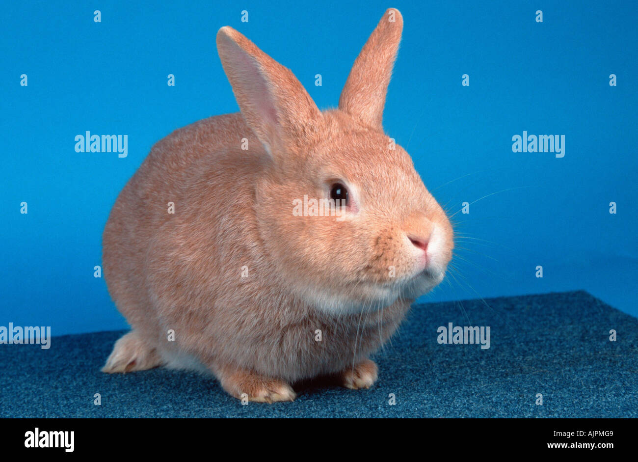 Rabbit standing curious hi-res stock photography and images - Alamy