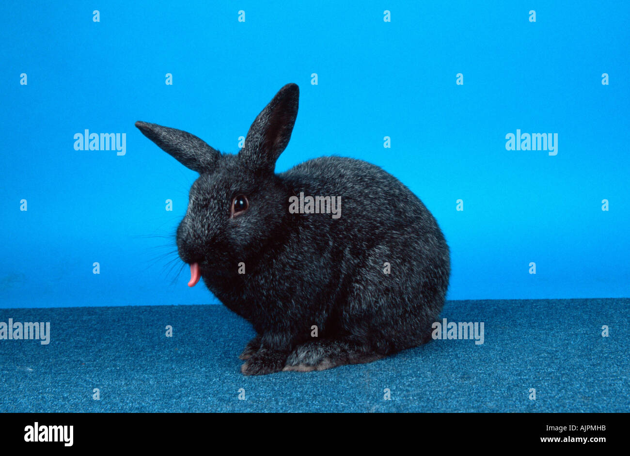 Rabbit licking hi-res stock photography and images - Alamy