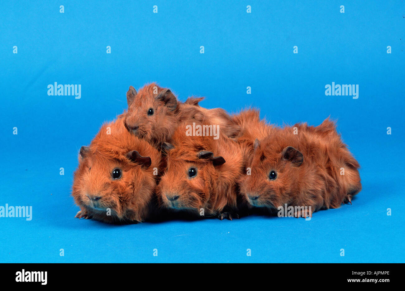 red abyssinian guinea pig