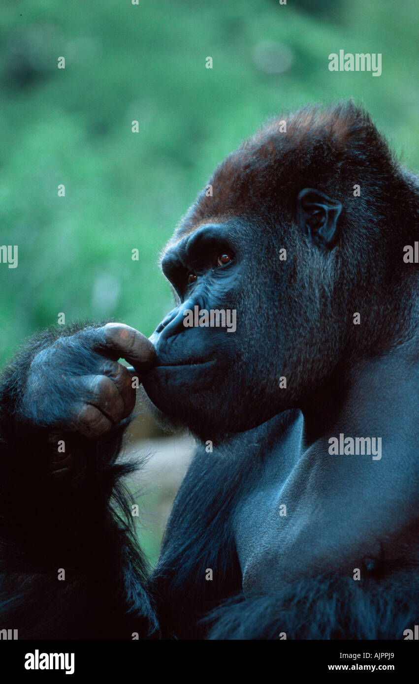 Western Gorilla silverback Gorilla gorilla gorilla side profile Stock