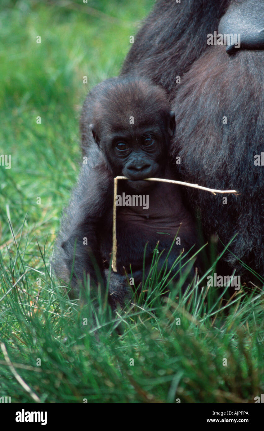 Western Gorilla young near mother Gorilla gorilla gorilla Stock Photo ...