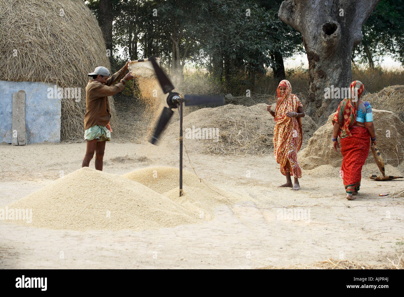 Local Rice Heap Farmers and heap of rice Stock Photo - Alamy