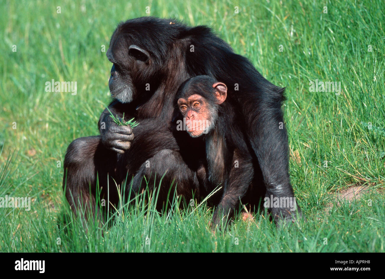 Chimpanzees female with young Pan troglodytes Chimpy Stock Photo