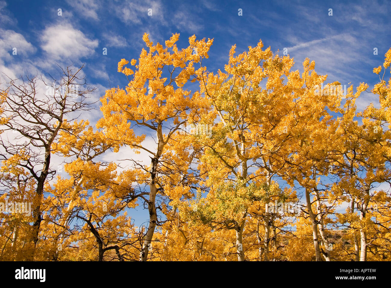 Fall foliage and deep blue sky, Alberta, Canada Stock Photo Alamy