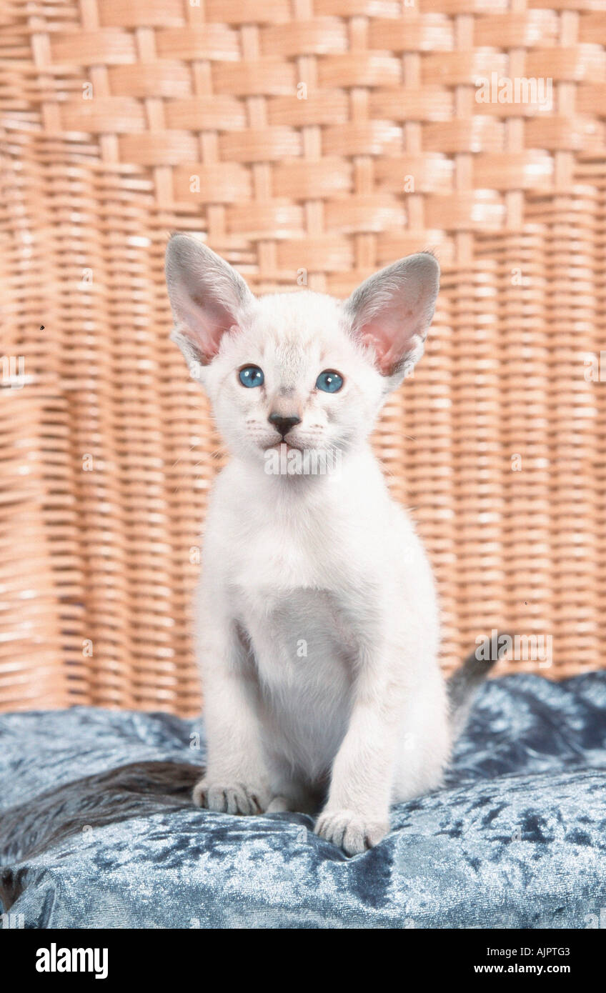 Siamese Cat kitten 7 weeks Stock Photo - Alamy