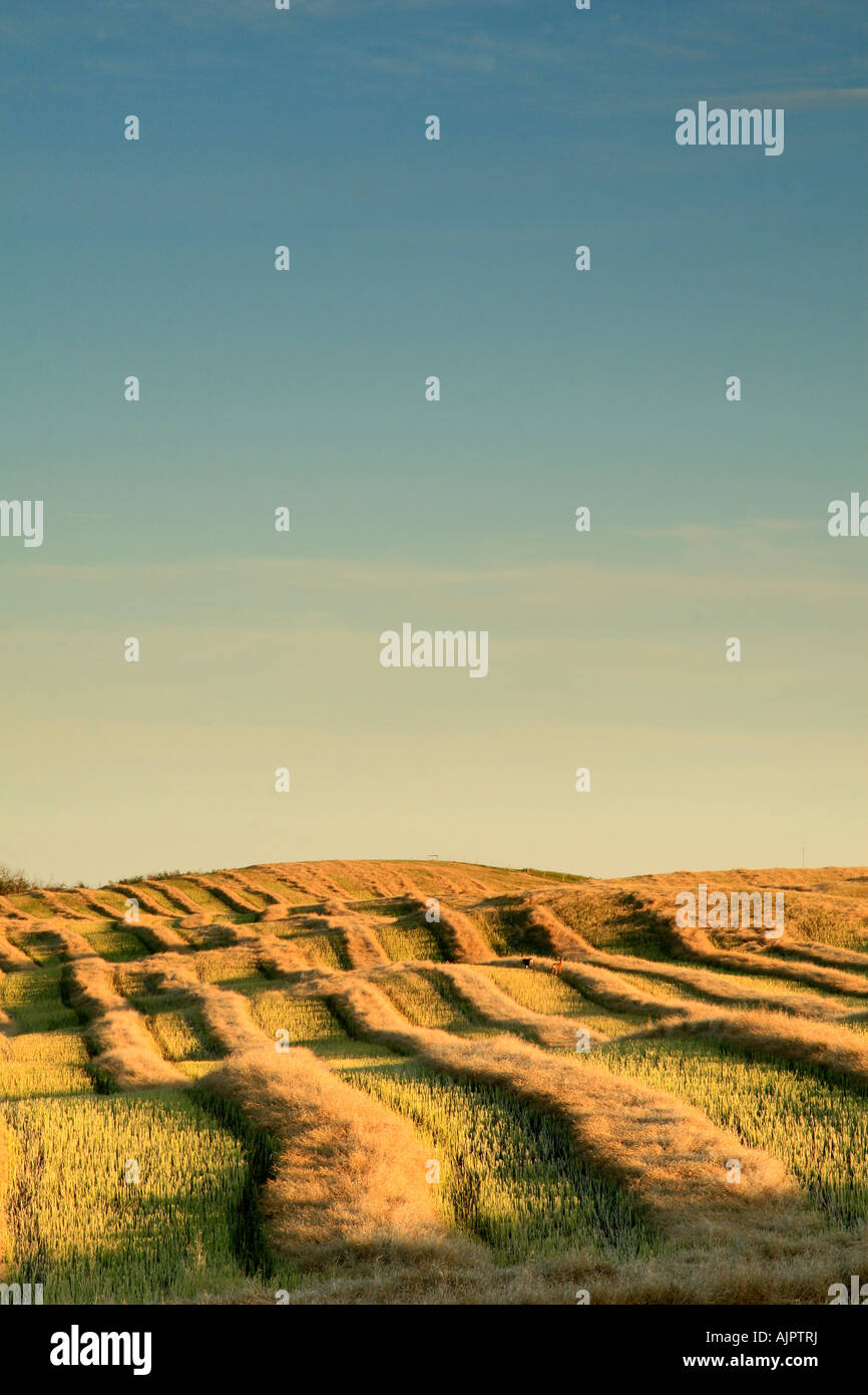 Farmer's field with sky, Alberta, Canada Stock Photo