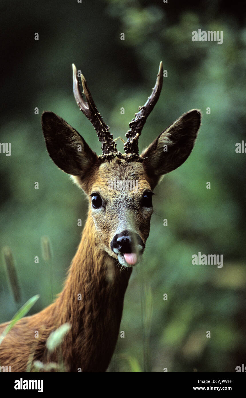 Male roe hi-res stock photography and images - Alamy