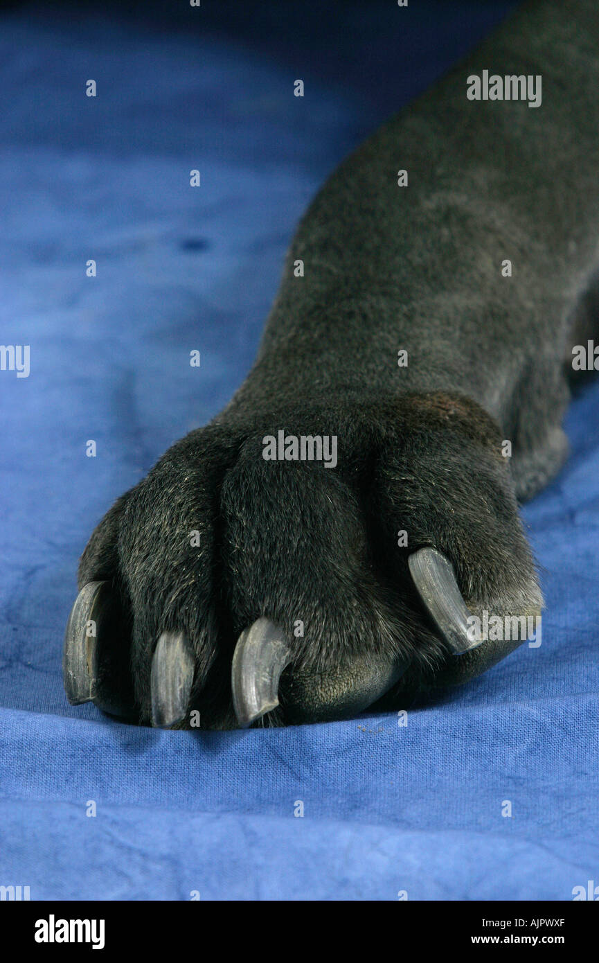 Great Dane paw Stock Photo Alamy