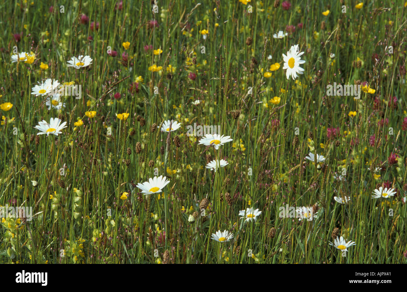 Species rich grassland Chimney Meadows National Nature Reserve Oxfordshire England Stock Photo