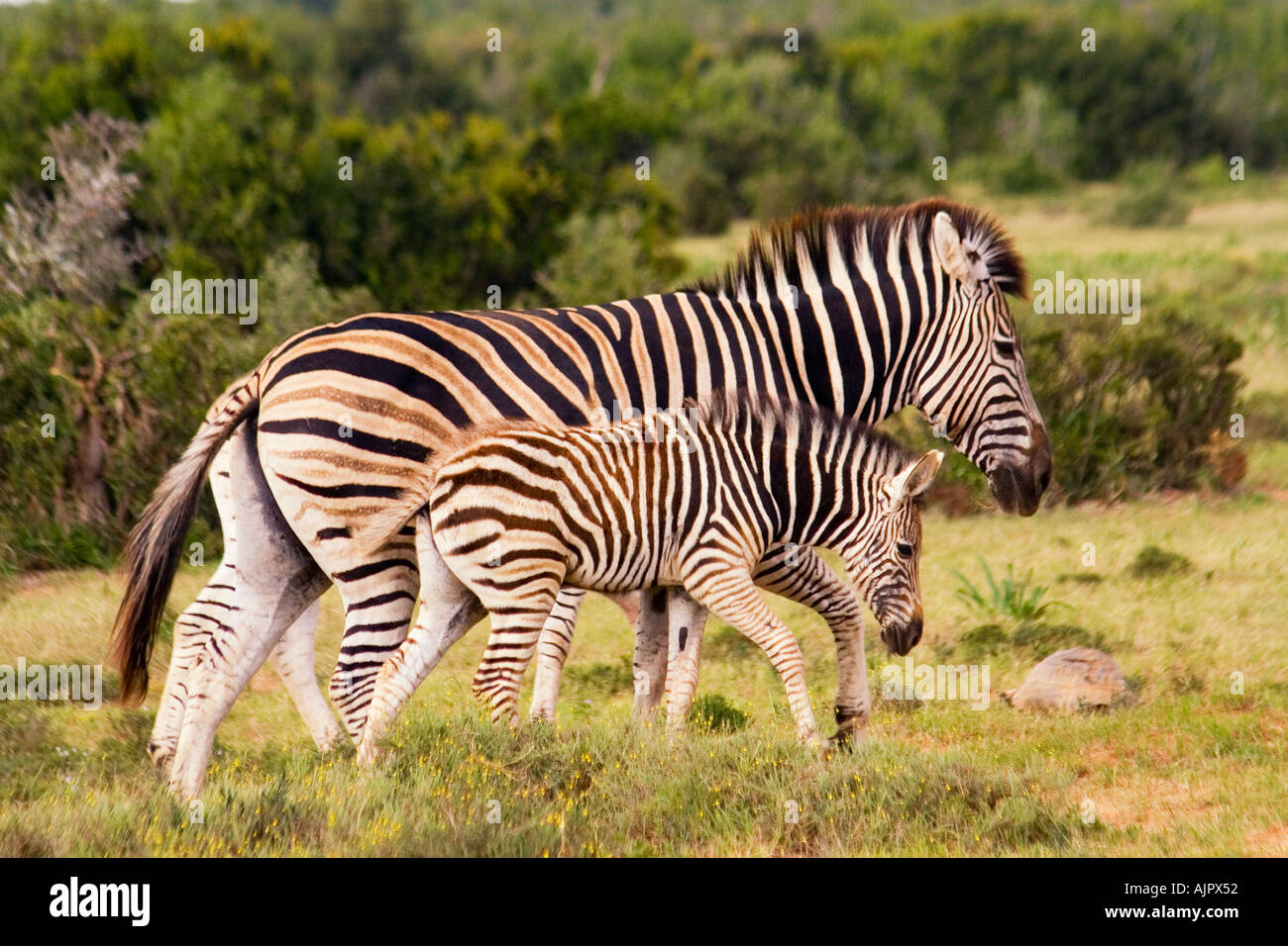 south africa Addo Elephant National Park herd of Zebra Stock Photo
