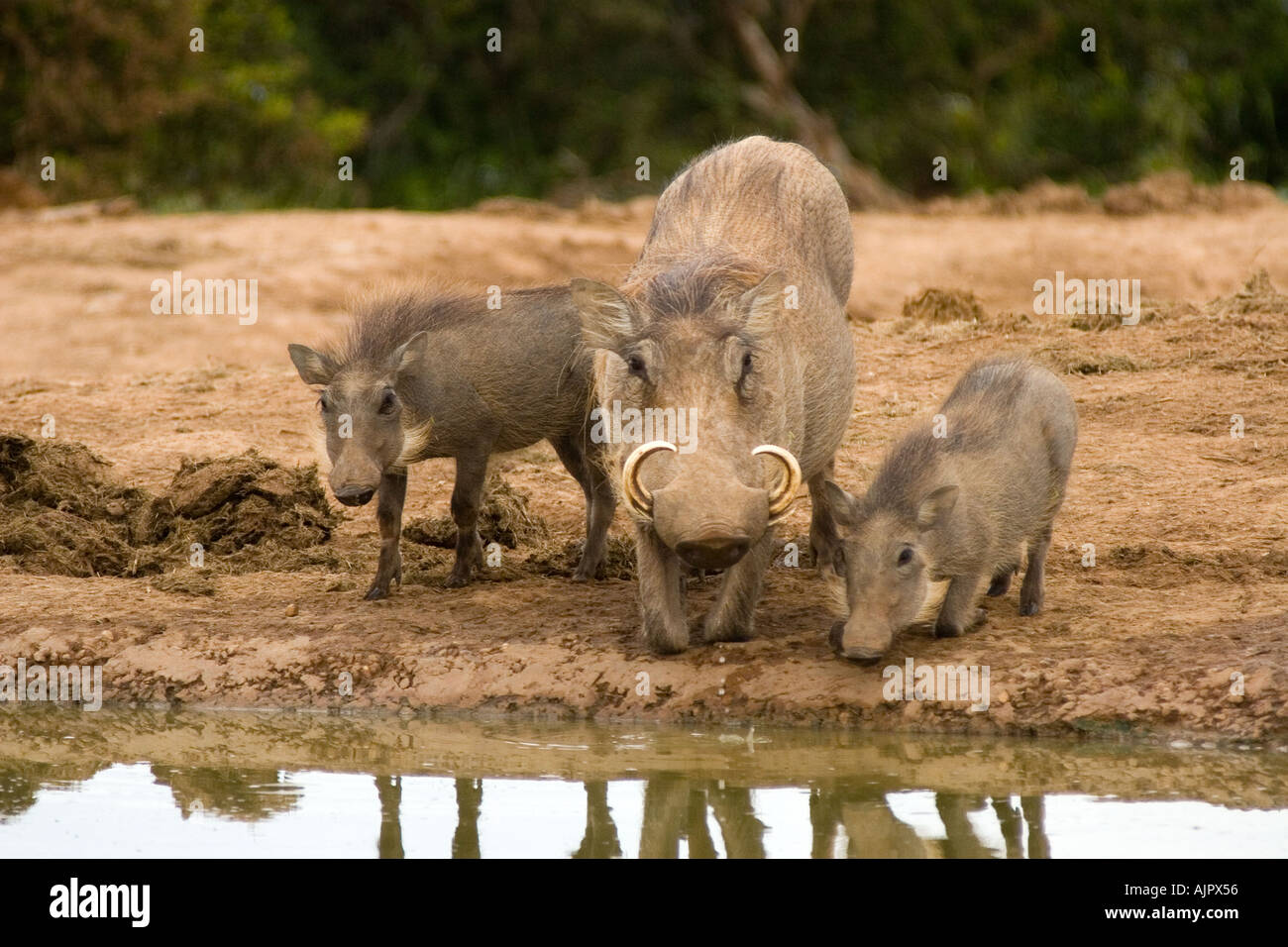 south africa Addo Elephant National Park warthog Stock Photo