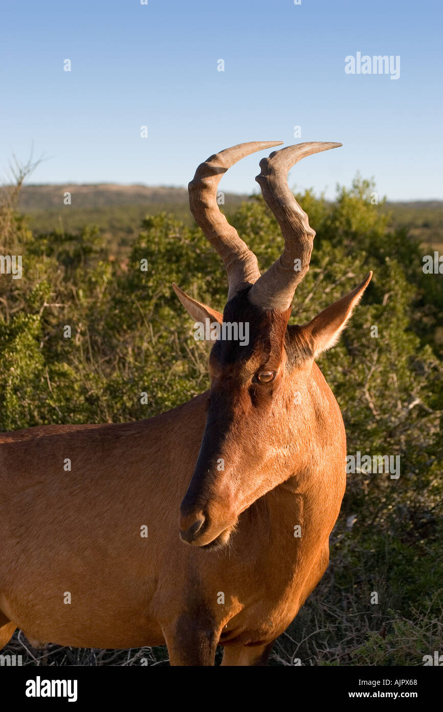south africa Addo Elephant National Park Kudu Stock Photo