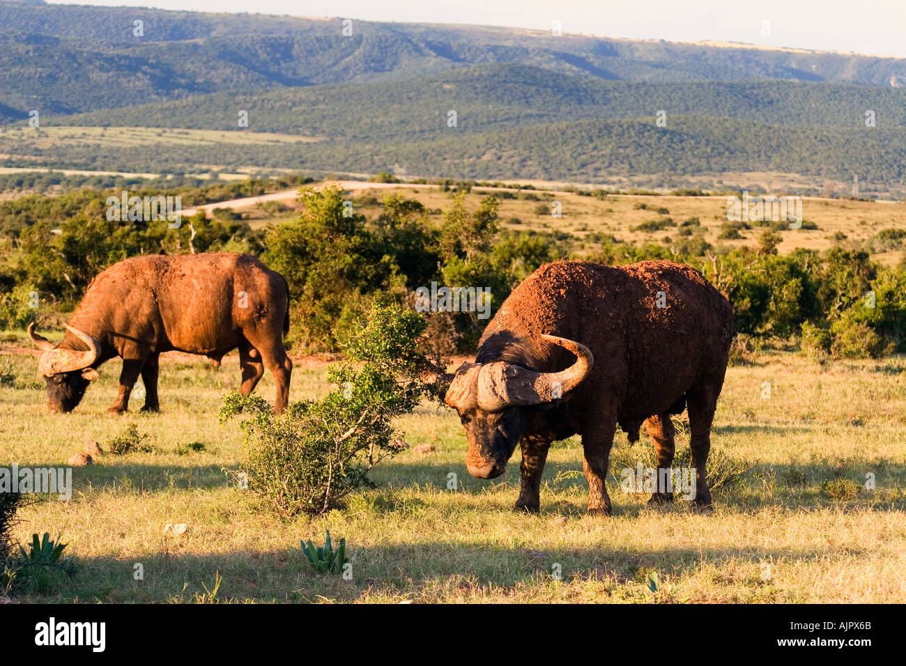 south africa Addo Elephant National Park buffalos grazing Stock Photo