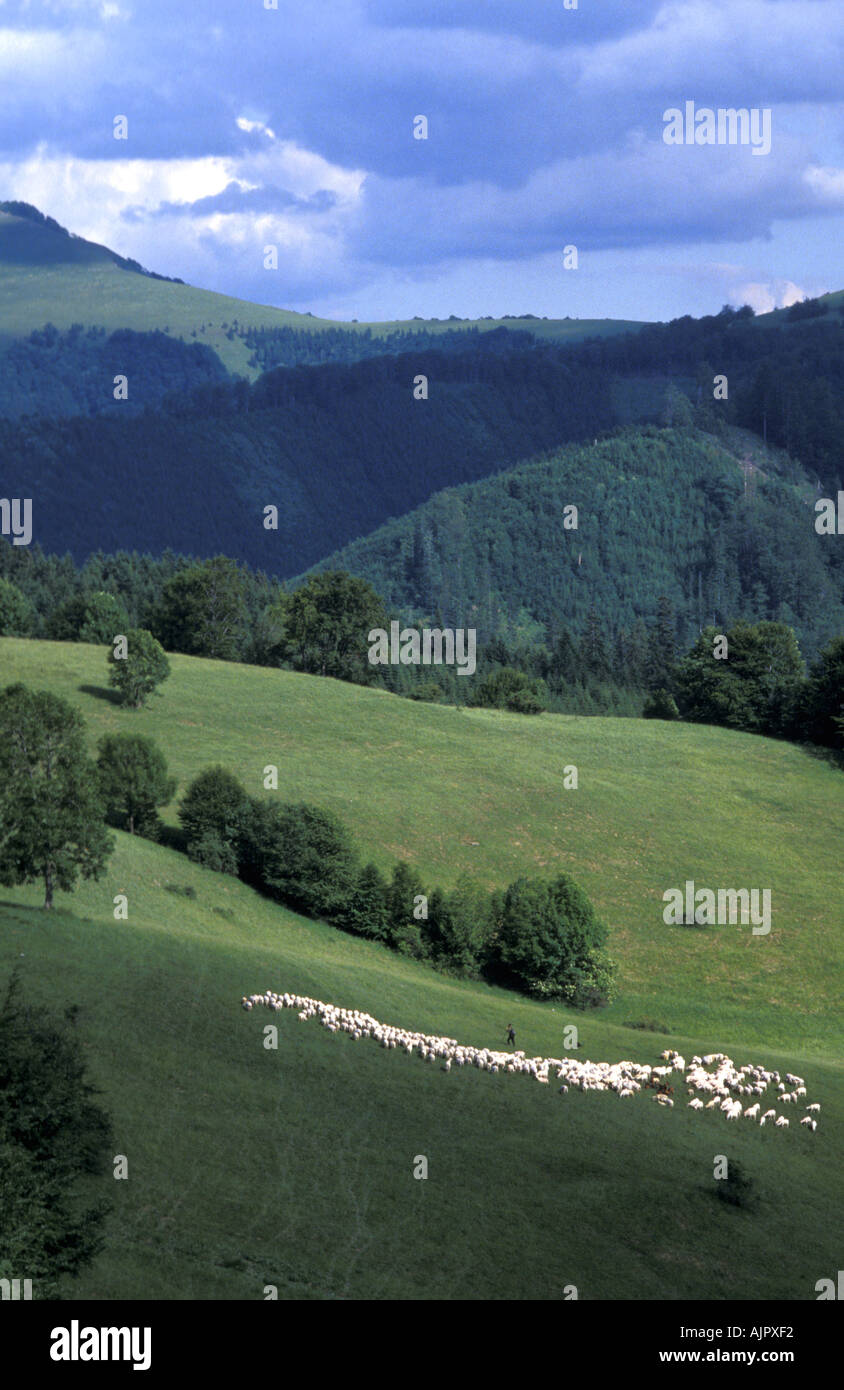 Shepherd tending his sheep in Donovaly part of the Velka Fatra National Park Slovakia Stock Photo
