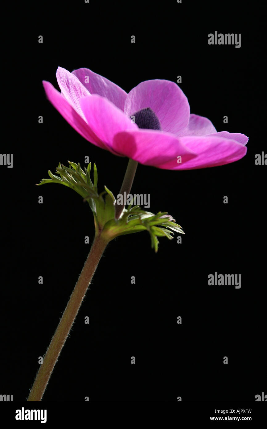 Backlit lilac anemone flower with black background Stock Photo Alamy