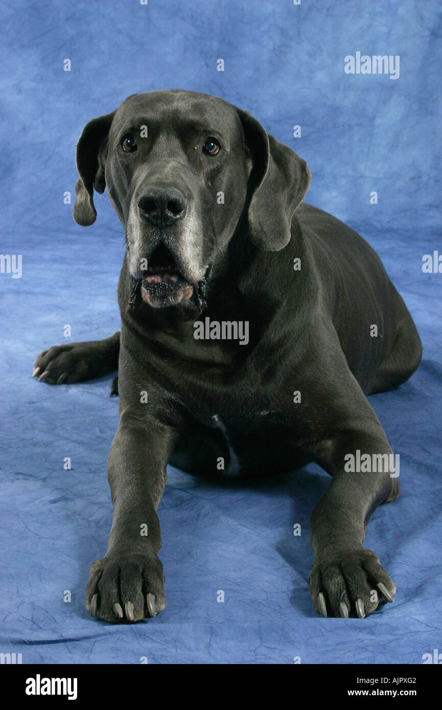 Great Dane 10 years old Stock Photo