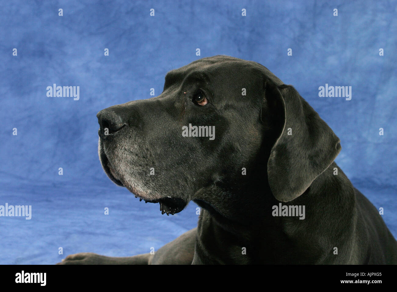 Great Dane 10 years old Stock Photo