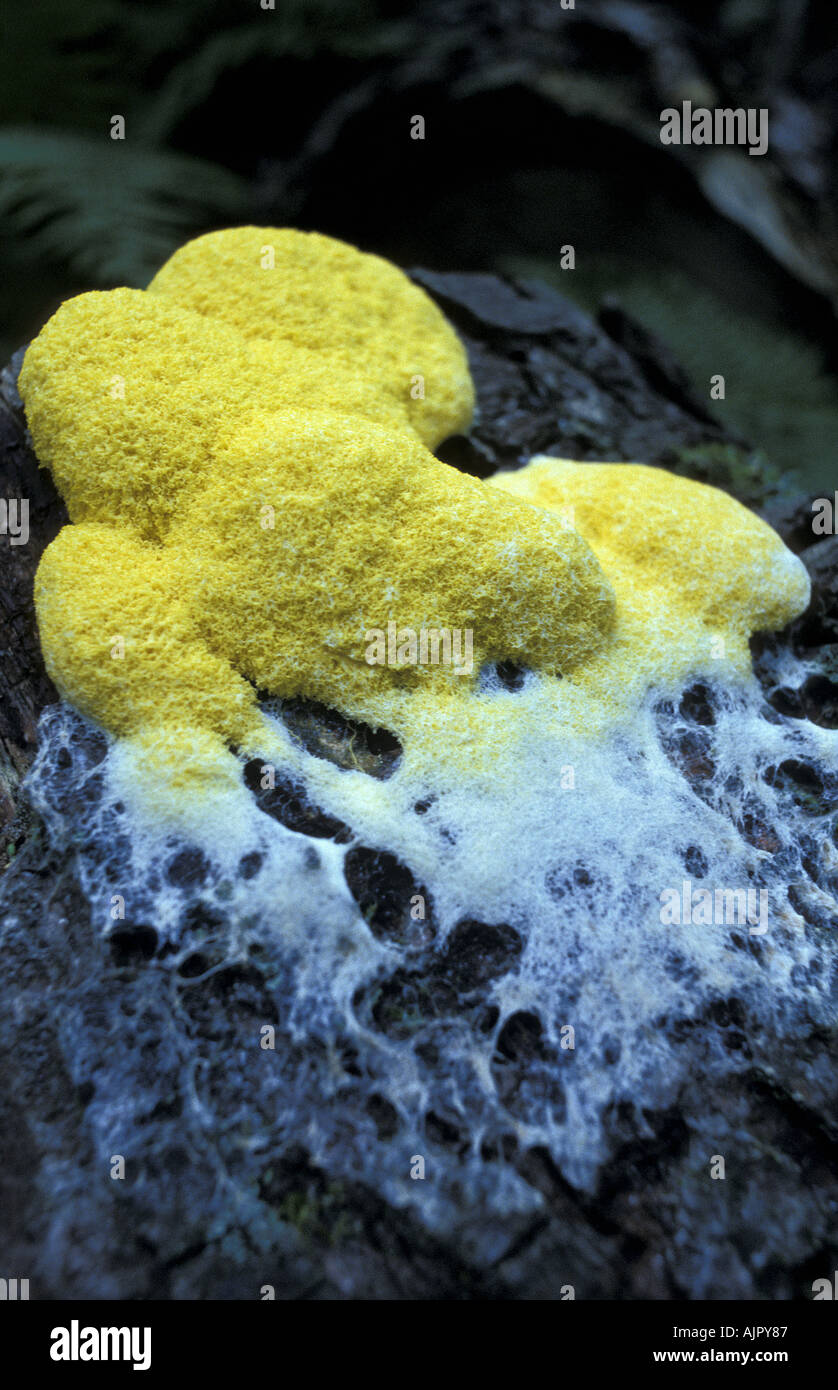 A slime mould moving along a fallen tree trunk in Velka Fatra National Park Slovakia Stock Photo