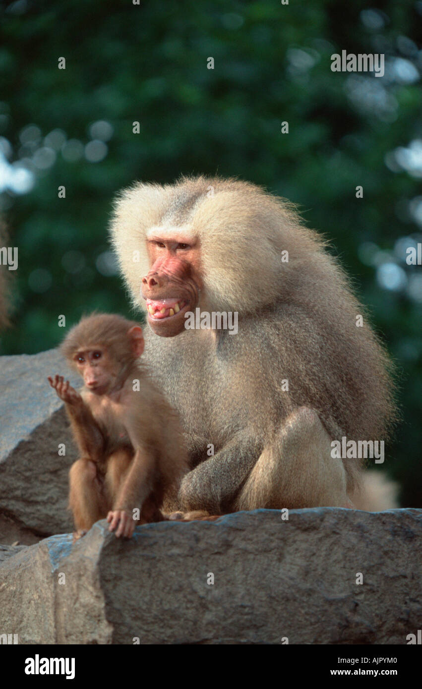 hamadryas-baboon-male-and-young-threat-display-papio-hamadryas-stock