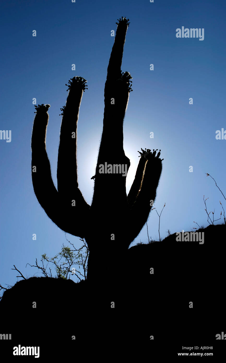 Saguaro cactus silhouette against clear blue sky Stock Photo