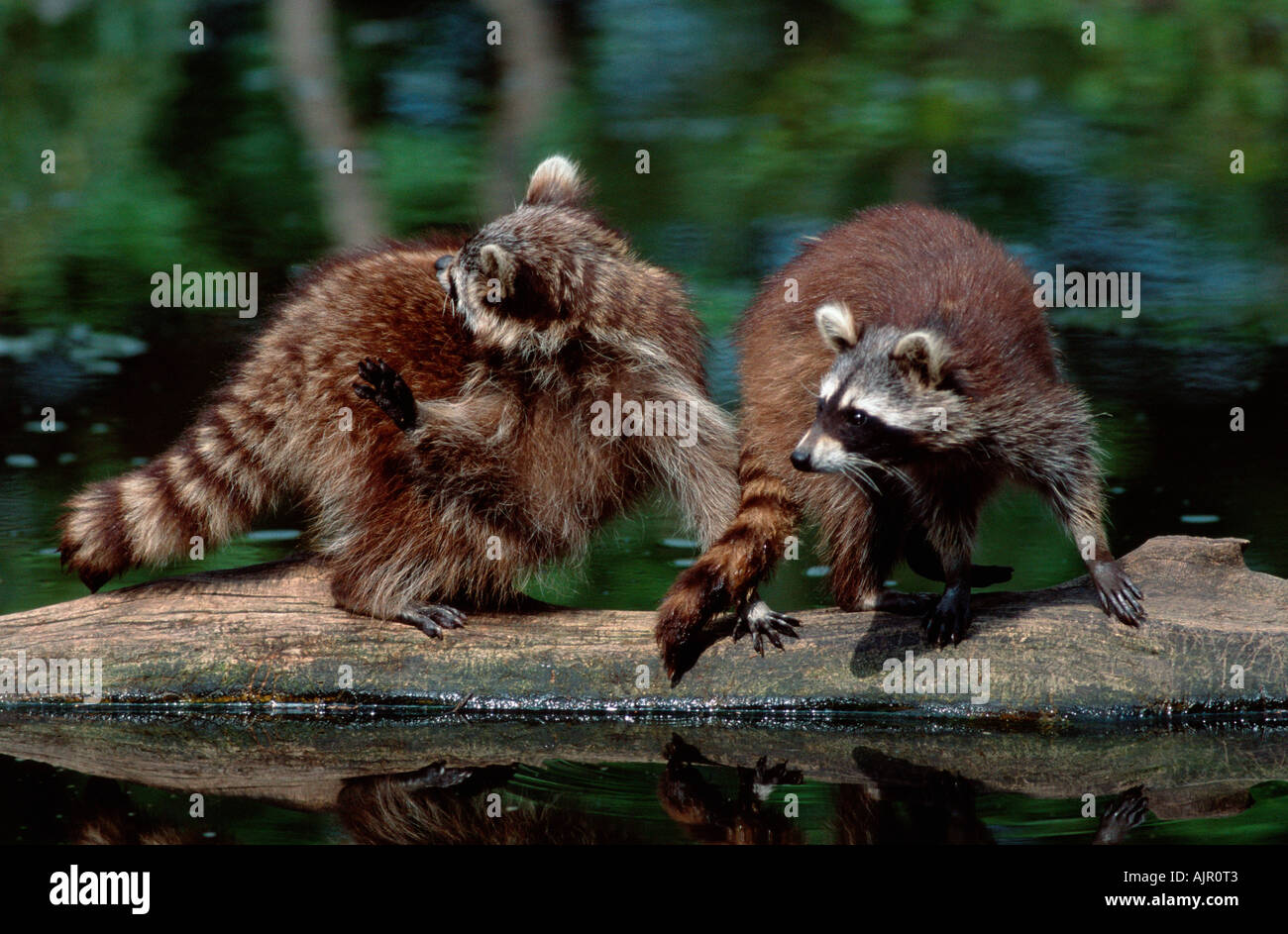 Pair of raccoons hi-res stock photography and images - Alamy
