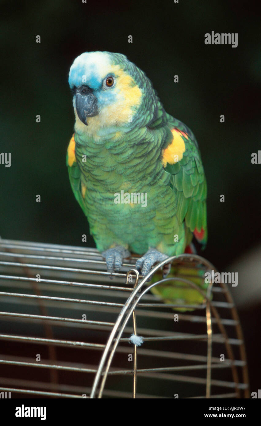 Blue fronted Amazon on cage Amazona aestiva aestiva Turquoise Parrot