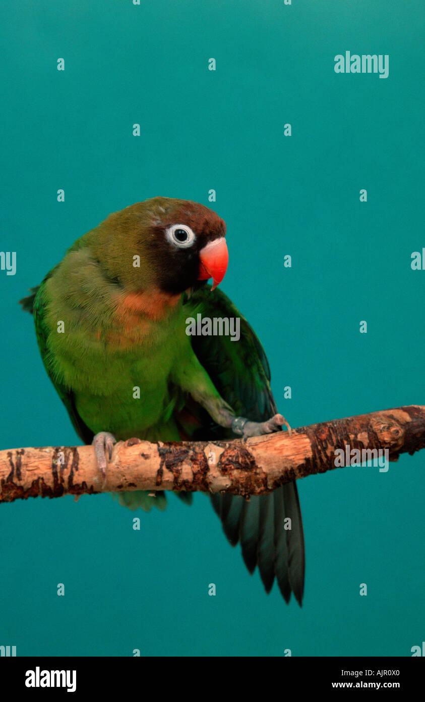 Black cheeked Lovebird stretching its wing Agapornis nigrigenis Stock Photo