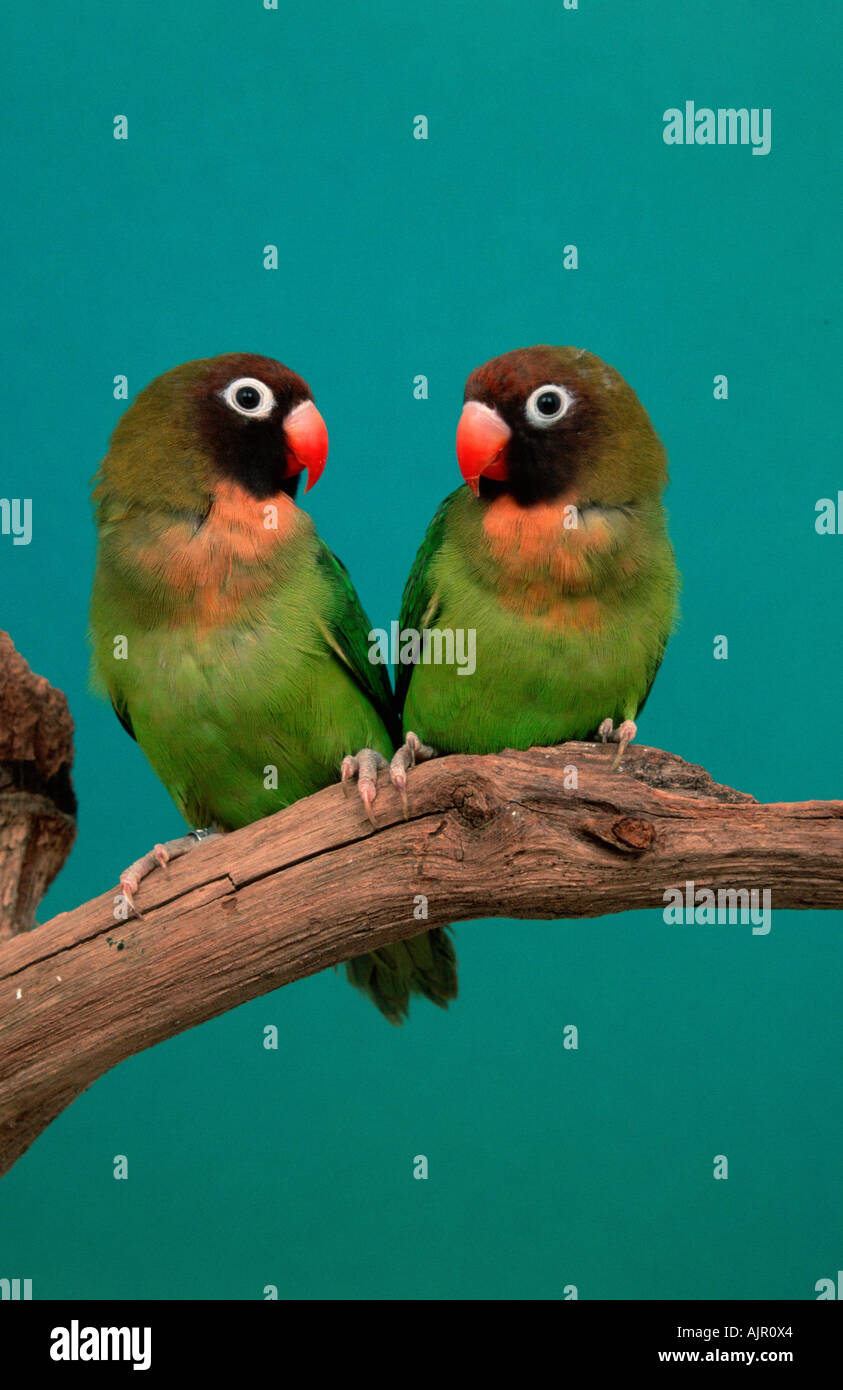 Black cheeked Lovebirds pair Agapornis nigrigenis Stock Photo