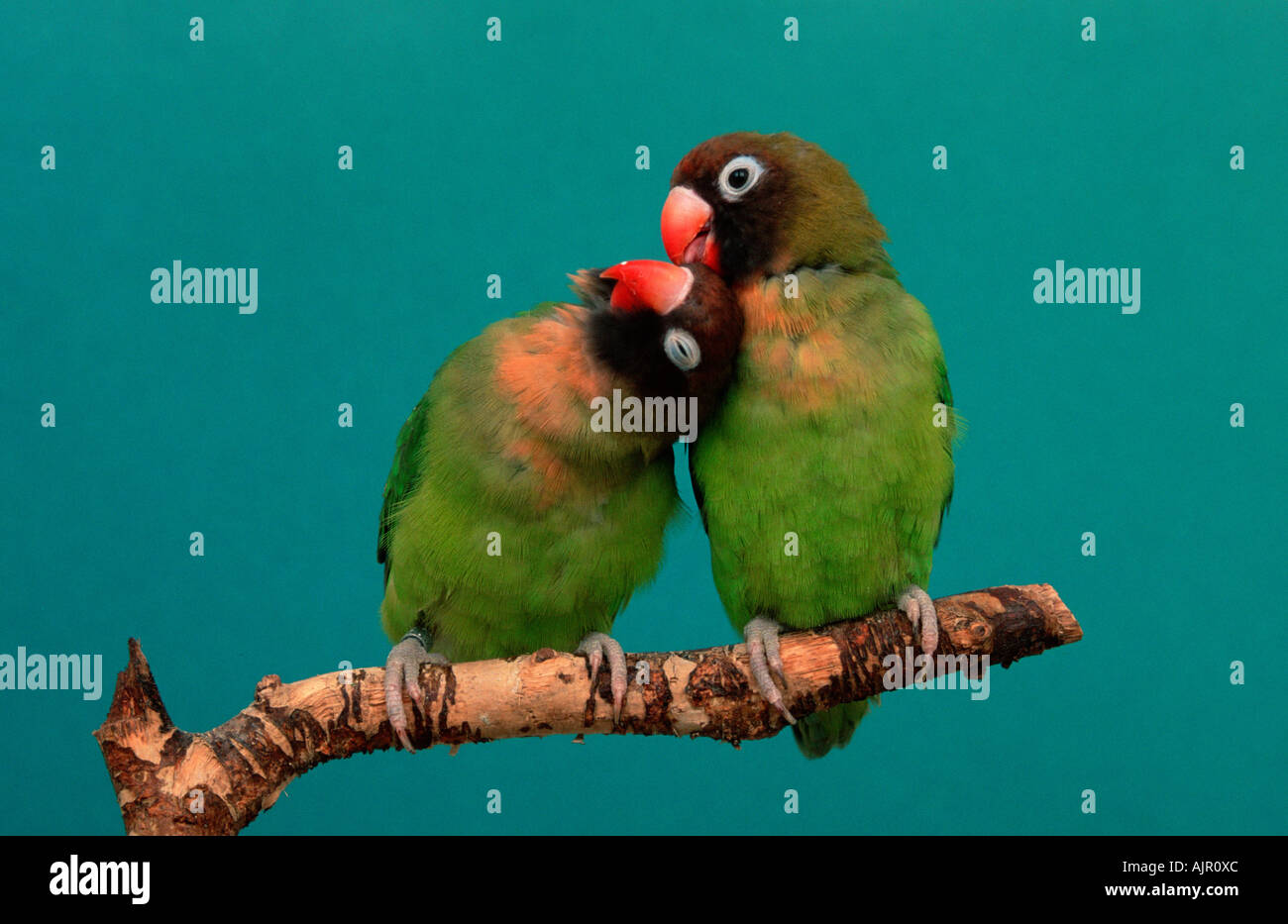 Black cheeked Lovebirds pair Grooming Agapornis nigrigenis Stock Photo